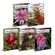 Enciclopedia-de-bromelias-colecao---5-volumes