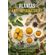 Plantas-anti-inflamatorias
