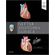 Netter---anatomia-clinica---04-ed
